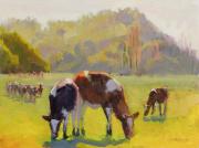 Cows of St. Vincents Cows of St. Vincents