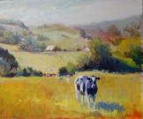 Cows coming home in West Marin Cows coming home in West Marin